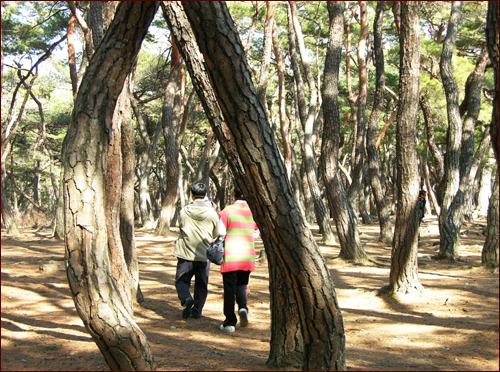 삼릉 솔숲에서 등산객이 남산을 향해 걷고 있다. 